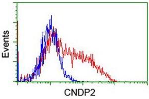 HEK293T cells transfected with either RC200120 overexpress plasmid (Red) or empty vector control plasmid (Blue) were immunostained by anti-CNDP2 antibody (ABIN2454773), and then analyzed by flow cytometry. (CNDP2 抗体)
