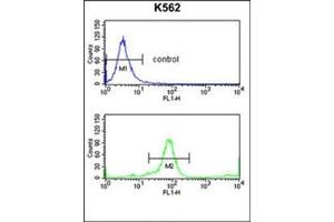 Flow cytometry analysis of K562 cells using KIR3DL3 Antibody (Center) Cat. (KIR3DL3 抗体  (Middle Region))