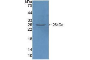 Western blot analysis of recombinant Human FAM3C. (FAM3C 抗体  (AA 25-227))