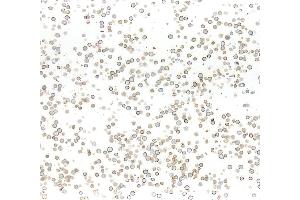 Immunocytochemistry (ICC) image for anti-Carcinoembryonic Antigen-Related Cell Adhesion Molecule 1 (CEACAM1) (AA 35-141) antibody (ABIN7455130)