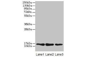 Western blot All lanes: MRPL14 antibody at 2 μg/mL Lane 1: Hela whole cell lysate Lane 2: HepG2 whole cell lysate Lane 3: Mouse liver tissue Secondary Goat polyclonal to rabbit IgG at 1/10000 dilution Predicted band size: 16 kDa Observed band size: 16 kDa (MRPL14 抗体  (AA 1-145))