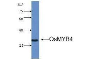 Western Blotting (WB) image for anti-Transcription factor MYB4 (MYB4) antibody (ABIN1854788) (MYB4 抗体)