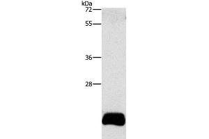 Western Blot analysis of PC3 cell using APOBEC3C Polyclonal Antibody at dilution of 1:420 (APOBEC3C 抗体)