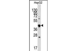 Western blot analysis of anti-GDF3 Antibody (Center) (ABIN388819 and ABIN2839137) in HepG2 cell line lysates (35 μg/lane). (GDF3 抗体  (AA 170-197))