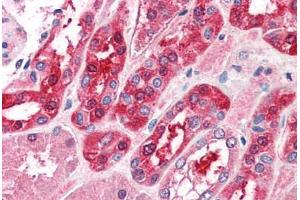 Human Kidney (formalin-fixed, paraffin-embedded) stained with MID2 antibody ABIN337007 at 5 ug/ml followed by biotinylated anti-goat IgG secondary antibody ABIN481715, alkaline phosphatase-streptavidin and chromogen. (Midline 2 抗体  (AA 723-735))