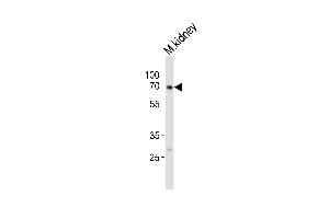 Western blot analysis of lysate from mouse kidney tissue, using BR1A Antibody (E45) (ABIN388732 and ABIN2838941).