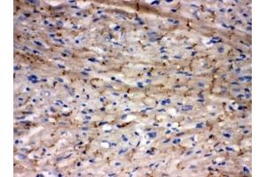 IHC-F testing of rat heart tissue (Connexin 43/GJA1 抗体  (AA 351-367))