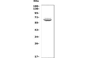 Western blot analysis of TBX21 using anti-TBX21 antibody (ABIN7602980).