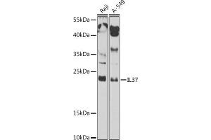 Western blot analysis of extracts of various cell lines, using IL37 antibody (ABIN7267998) at 1:1000 dilution. (IL-37 抗体  (AA 1-218))