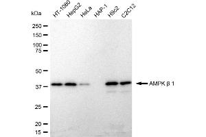 Western blotting analysis using AMPK beta 1 antibody (ABIN7800009).