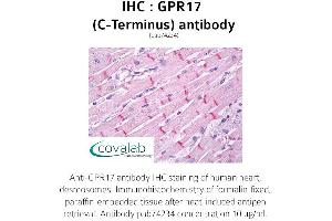Image no. 1 for anti-G Protein-Coupled Receptor 17 (GPR17) (C-Term) antibody (ABIN1734988) (GPR17 抗体  (C-Term))