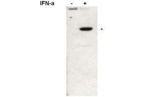 Western blot using  affinity purified anti-Stat2pY690 antibody shows detection of Stat2pY690 protein (arrowhead) in Jurkat cells without (left lane) and with (right lane) 1000U/mL of IFN-a for 15 min at 37oC. (STAT2 抗体  (Internal Region, pTyr690))