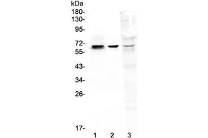 Western blot testing of 1) rat kidney, 2) mouse kidney and 3) human MDA-MB-231 lysate with COBRA1 antibody at 0. (COBRA1 抗体  (AA 1-252))