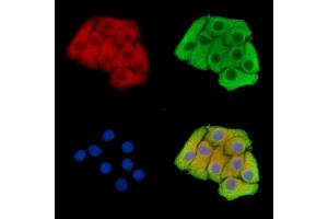 ABIN7096517 and ABIN7100581 staining Hela cells by IF/ICC. (FAM26F 抗体)
