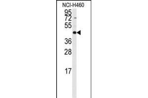 Western blot analysis of anti-RMND5B Antibody (C-term) (ABIN389298 and ABIN2839418) in NCI- cell line lysates (35 μg/lane). (RMND5B 抗体  (C-Term))