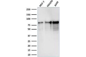 Western Blot Analysis of MCF-7, HEK-293, A549 lysate using MCM7 Mouse Monoclonal Antibody (MCM7/1467). (MCM7 抗体  (AA 195-319))