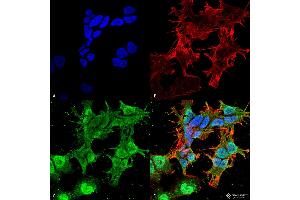 Immunofluorescence (fixed cells) (IF/ICC) image for anti-Calcium Channel, Voltage-Dependent, gamma Subunit 2 (CACNG2) (AA 203-323) antibody (PE) (ABIN2483289)