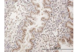 Immunostaining (ISt) image for anti-FK506 Binding Protein 5 (FKBP5) (AA 1-457) antibody (ABIN515669)