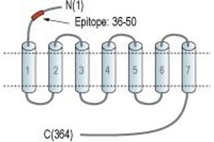 anti-Lysophosphatidic Acid Receptor 1 (LPAR1) (AA 36-50), (Extracellular), (N-Term) antibody