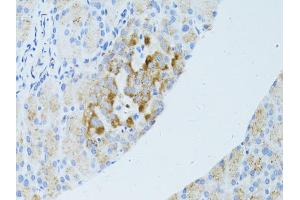 Immunohistochemistry of paraffin-embedded mouse pancreas using OCLN antibody (ABIN4904607) at dilution of 1:100 (40x lens). (Occludin 抗体)