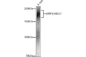 Western blot analysis of extracts of A-549 cells, using MRP1/ antibody (ABIN7265736) at 1:1000 dilution. (ABCC1 抗体)