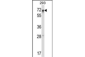 RFX5 Antibody (Center) (ABIN657925 and ABIN2846872) western blot analysis in 293 cell line lysates (35 μg/lane). (RFX5 抗体  (AA 237-266))