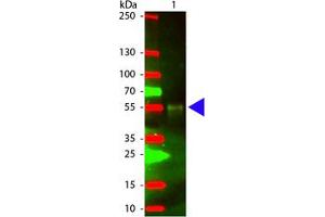Image no. 1 for Chicken anti-Rabbit IgG (Whole Molecule) antibody (Texas Red (TR)) (ABIN301247) (小鸡 anti-兔 IgG (Whole Molecule) Antibody (Texas Red (TR)))