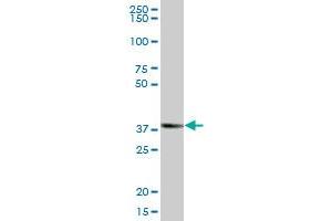 ZNF435 MaxPab polyclonal antibody. (ZSCAN16 抗体  (AA 1-348))