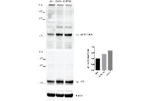 Western Blot analysis of Human iPSC-derived cortical neurons showing detection of Tau protein using Rabbit Anti-Tau Monoclonal Antibody, Clone AH36 (ABIN6932902). (tau 抗体  (pSer202, pThr205) (FITC))