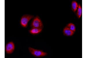 anti-Ephrin A2 (EFNA2) (N-Term) antibody