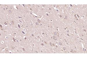 Detection of NRG1 in Porcine Cerebrum Tissue using Monoclonal Antibody to Neuregulin 1 (NRG1) (Neuregulin 1 抗体  (AA 20-242))