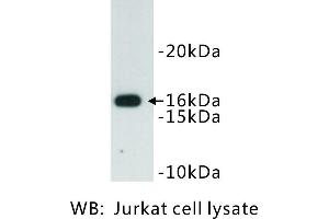 Image no. 1 for anti-CD247 Molecule (CD247) antibody (ABIN1112854) (CD247 抗体)