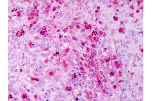 Anti-DEFA1 / NP-1 antibody IHC of human spleen. (alpha Defensin 1 抗体)