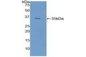 Western blot analysis of recombinant Mouse FCN1. (FCN1 抗体  (AA 25-317))