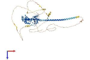 AlphaFold protein structure predicition of Mouse Recombinant Sfpq Protein, UniprotID Q8VIJ6