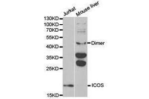 Western Blotting (WB) image for anti-Inducible T-Cell Co-Stimulator (ICOS) antibody (ABIN1873127) (ICOS 抗体)
