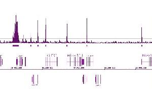 Histone H3K9ac antibody (pAb) tested by ChIP-Seq. (Histone 3 抗体  (acLys9))