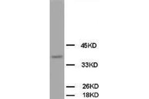 Image no. 2 for anti-Opioid Binding Protein/cell Adhesion Molecule-Like (OPCML) (C-Term) antibody (ABIN1492945) (OPCML 抗体  (C-Term))