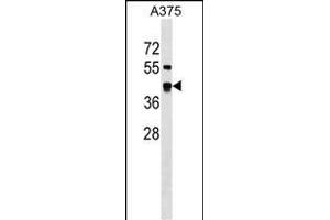 SDSL Antibody (N-term) (ABIN1538853 and ABIN2849753) western blot analysis in  cell line lysates (35 μg/lane). (SDSL 抗体  (N-Term))