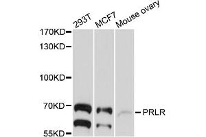 Western blot analysis of extracts of various cell lines, using PRLR antibody (ABIN4904864) at 1:1000 dilution. (Prolactin Receptor 抗体)