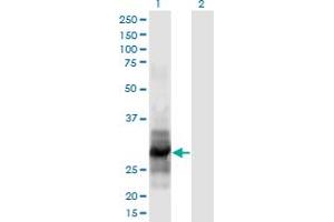 Western Blot analysis of IL12A expression in transfected 293T cell line by IL12A monoclonal antibody (M02), clone 1A6. (IL12A 抗体  (AA 144-253))