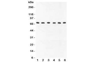Western Blotting (WB) image for anti-Cytochrome C Oxidase Subunit I (COX1) (AA 318-599) antibody (ABIN3030661)