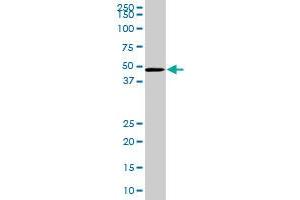 EBI2 MaxPab polyclonal antibody. (GPR183 抗体  (AA 1-361))