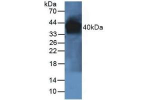 Detection of PON1 in Rat Liver Tissue using Polyclonal Antibody to Paraoxonase 1 (PON1) (PON1 抗体  (AA 2-186))