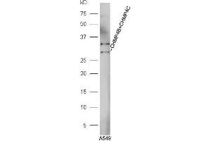 A549 cell lysates probed with Anti-CHMP4B+CHMP4C Polyclonal Antibody, Unconjugated  at 1:5000 90min in 37˚C