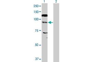 Western Blot analysis of NFATC4 expression in transfected 293T cell line by NFATC4 MaxPab polyclonal antibody. (NFATC4 抗体  (AA 1-902))