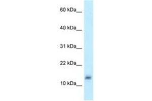 Lysozyme-Like 4 抗体  (AA 57-106)