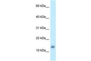 Image no. 1 for anti-Lysozyme-Like 4 (LYZL4) (AA 57-106) antibody (ABIN6747914) (Lysozyme-Like 4 抗体  (AA 57-106))