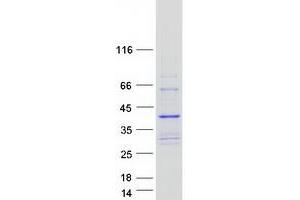 Western Blotting (WB) image for Collectin Sub-Family Member 11 (COLEC11) (Transcript Variant 2) protein (Myc-DYKDDDDK Tag) (ABIN2712436)