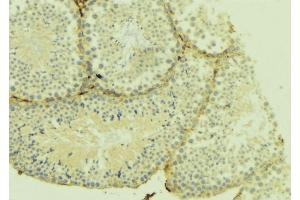 ABIN6274952 at 1/100 staining Mouse testis tissue by IHC-P. (CHST10 抗体  (Internal Region))